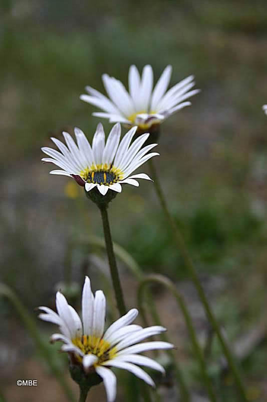 Reference Photographs for Artists : Flowers and Daisies
