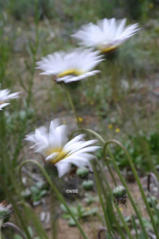 Reference Photographs for Artists : Flowers and Daisies