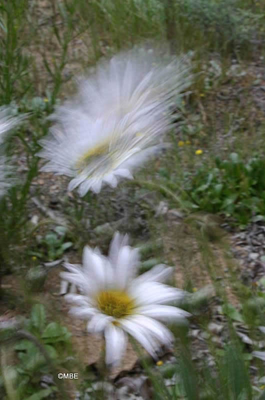 Reference Photographs for Artists : Flowers and Daisies