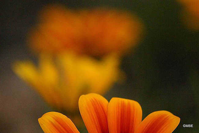 Reference Photographs for Artists : Flowers and Daisies