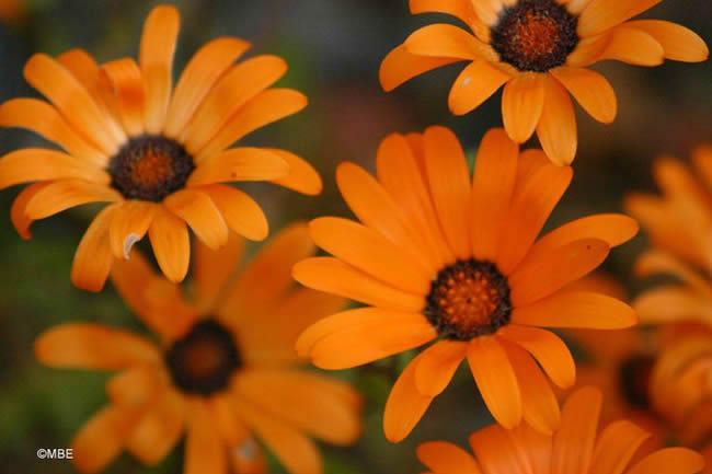 Reference Photographs for Artists : Flowers and Daisies