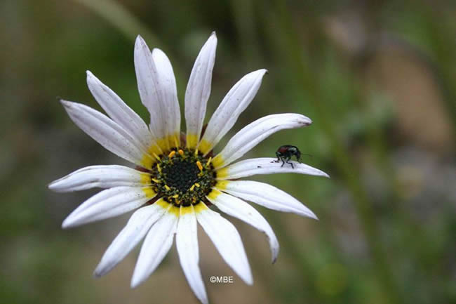 Reference Photographs for Artists : Flowers and Daisies