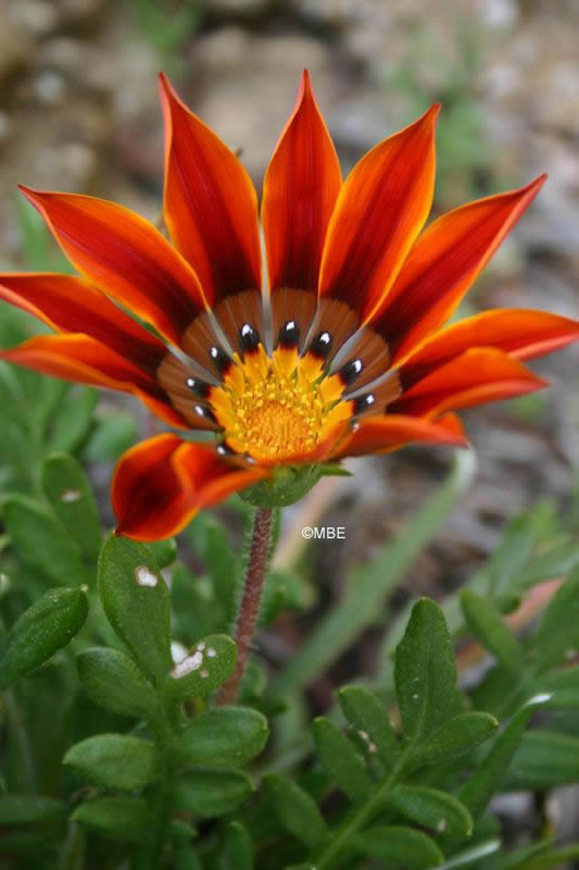 Reference Photographs for Artists : Flowers and Daisies