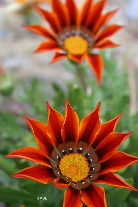 Reference Photographs for Artists : Flowers and Daisies