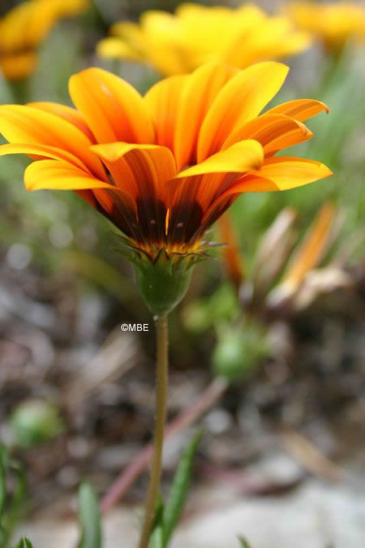 Reference Photographs for Artists : Flowers and Roses