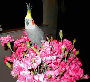 Artist's Reference Photos: Flowers