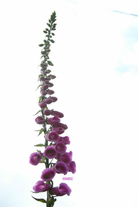 Reference Photographs for Artists : Flowers : Foxglove