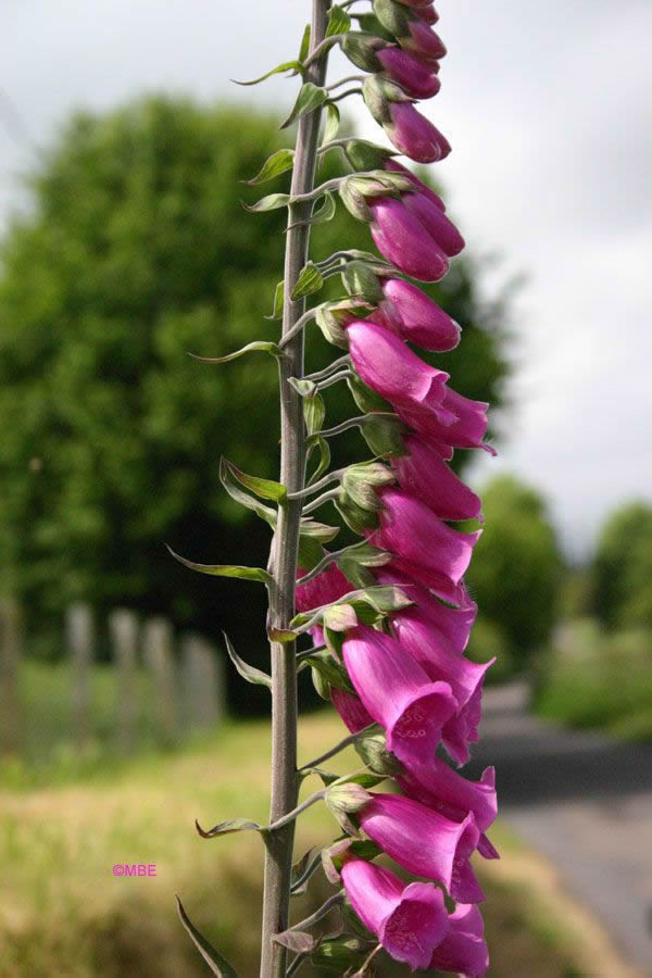 Reference Photographs for Artists : Flowers and Foxgloves