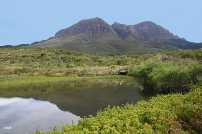 Helderberg lake with mountain in the background and green grass and plants all around.
