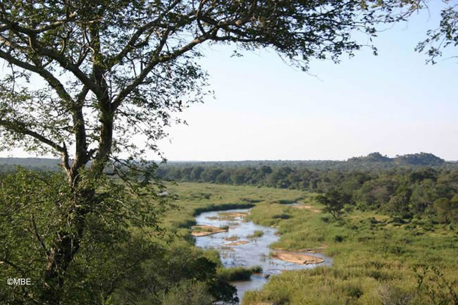 Small creek cutting across flat grasslands with a tree in the foreground.