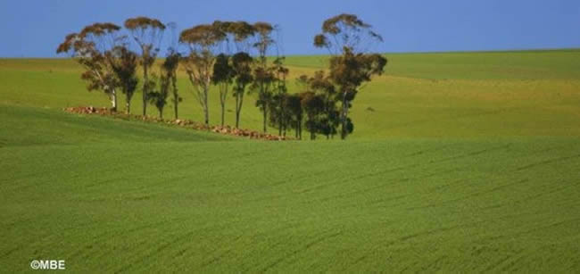 Small stand of trees growing in a large, grassy field under a perfect blue sky.
