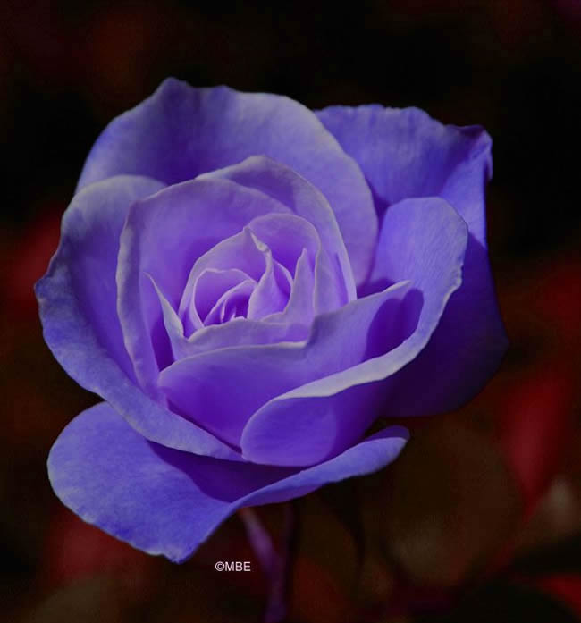 Reference Photographs for Artists : Flowers and Roses