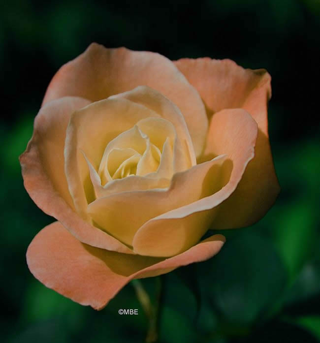 Reference Photographs for Artists : Flowers and Roses