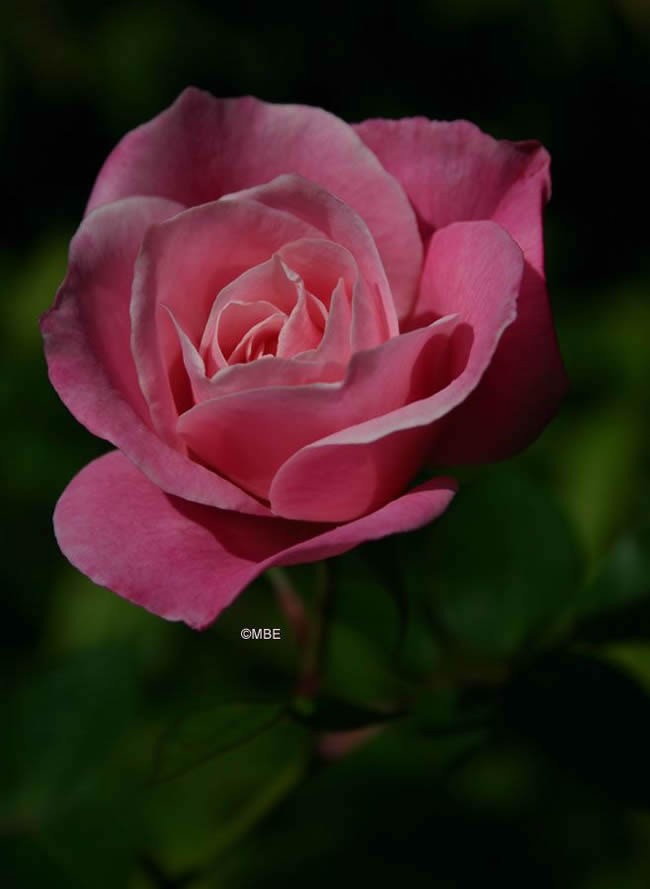 Reference Photographs for Artists : Roses