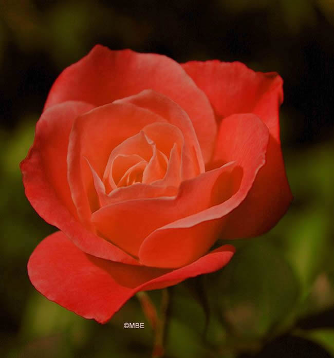 Reference Photographs for Artists : Flowers and Roses