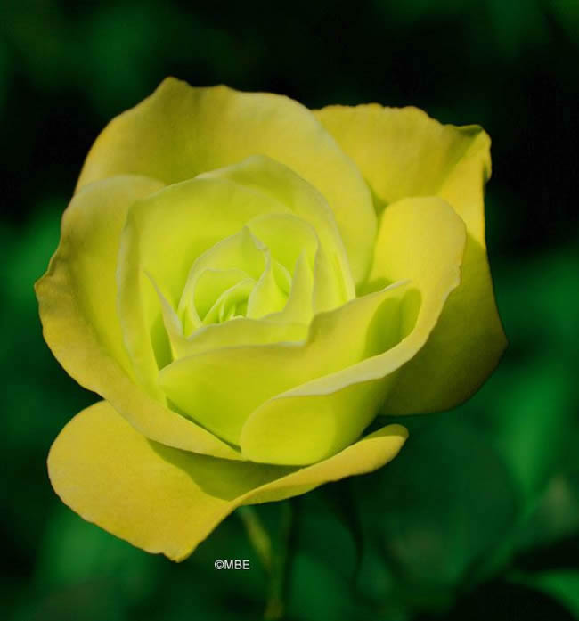 Reference Photographs for Artists : Flowers and Roses