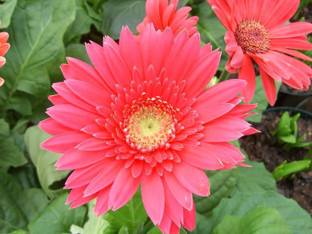 Flower Reference Photos for Artists