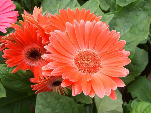 Flower Reference Photos for Artists