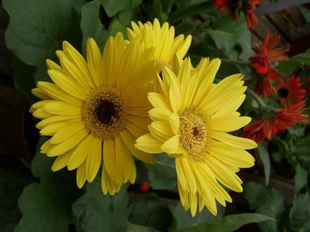 Flower Reference Photos for Artists