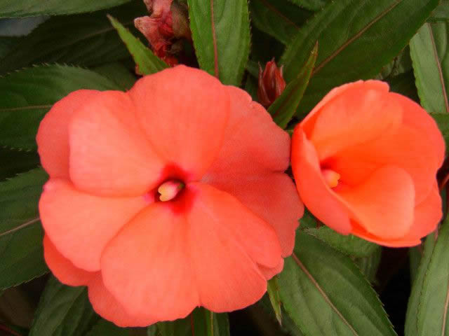 Flower Reference Photos for Artists