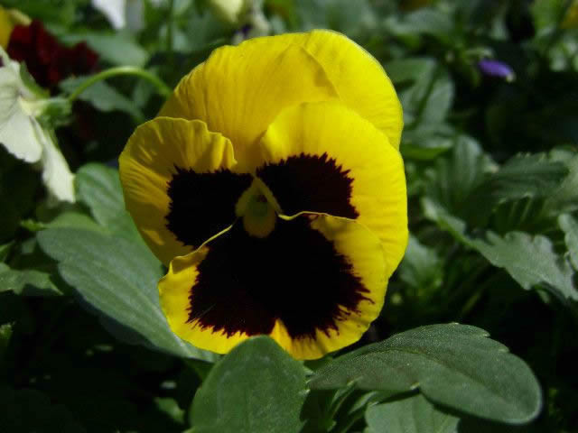 Flower Reference Photos for Artists: Pansy