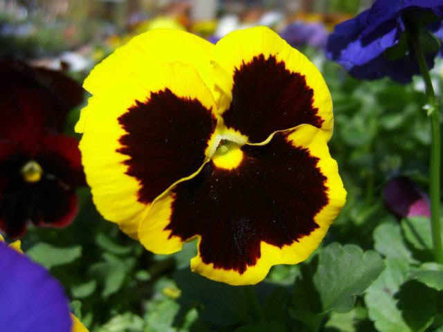 Flower Reference Photos for Artists: Pansy