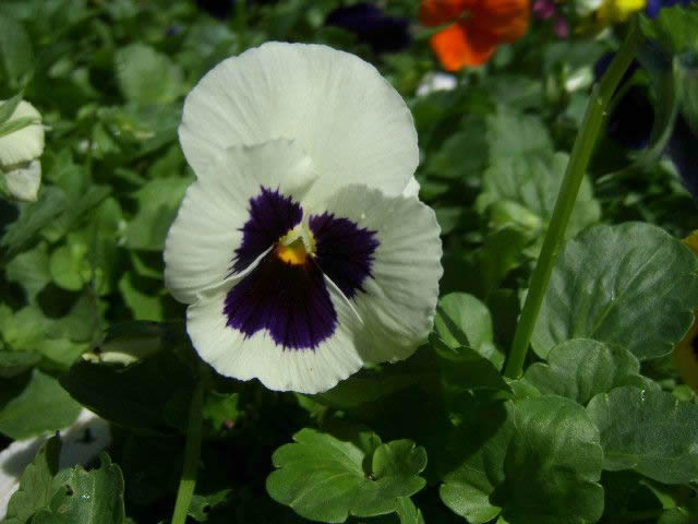 Flower Reference Photos for Artists: Pansy