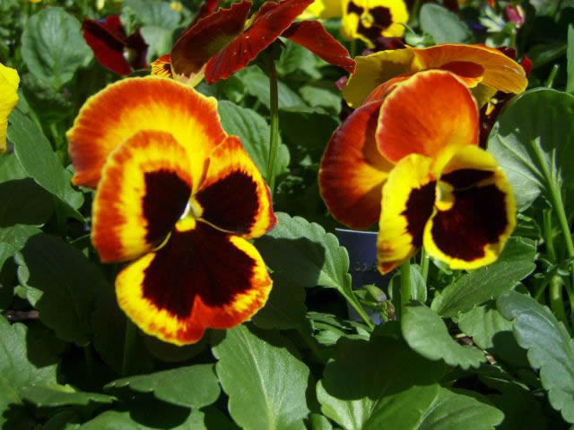 Flower Reference Photos for Artists: Pansy