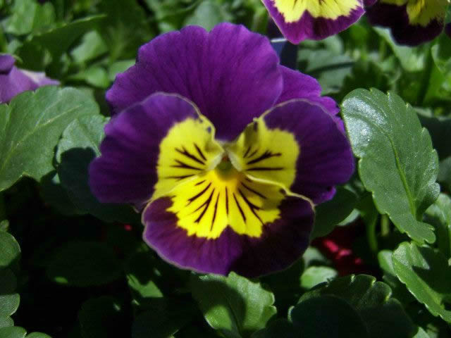 Flower Reference Photos for Artists: Pansy