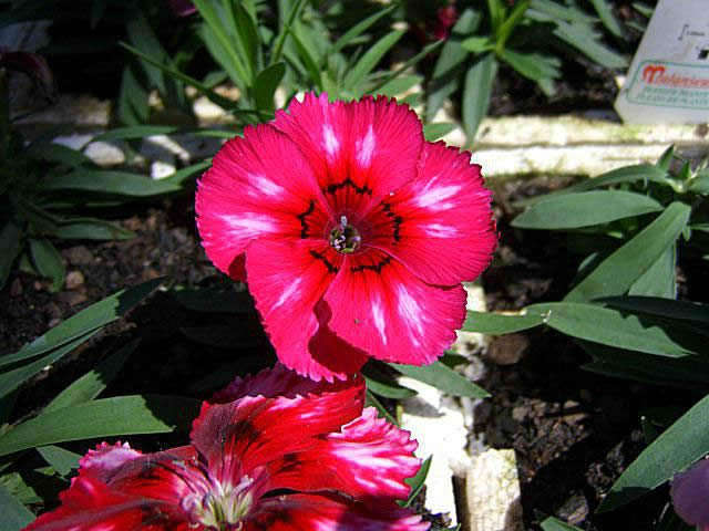 Flower Reference Photos for Artists