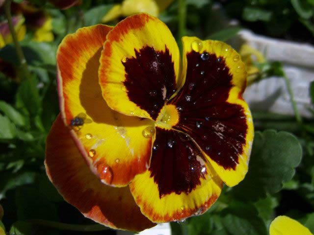 Flower Reference Photos for Artists: Pansy