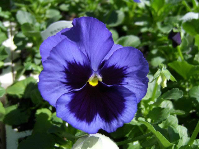 Flower Reference Photos for Artists: Pansy