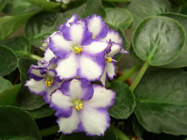 Flower Reference Photos for Artists: Pansy