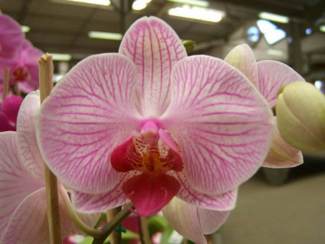 Flower Reference Photos for Artists: Orchid