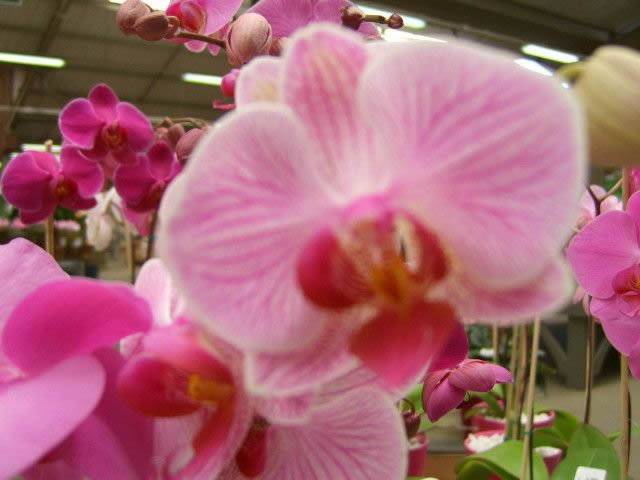 Flower Reference Photos for Artists: Pink Orchid