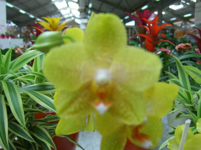 Flower Reference Photos for Artists: Orchid