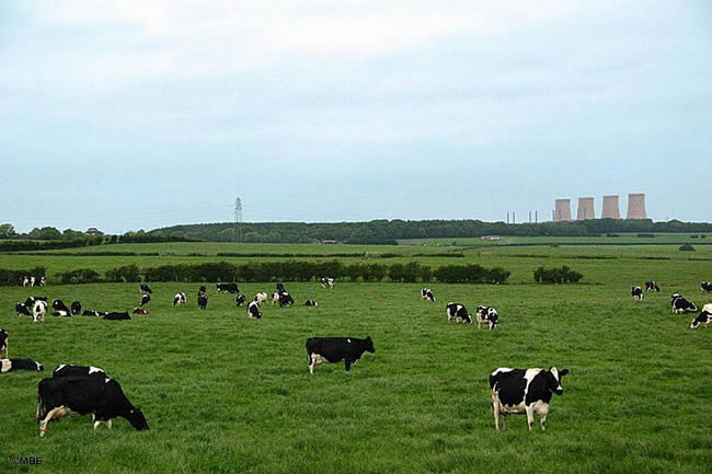 Cows grazing in a field in Scotland.