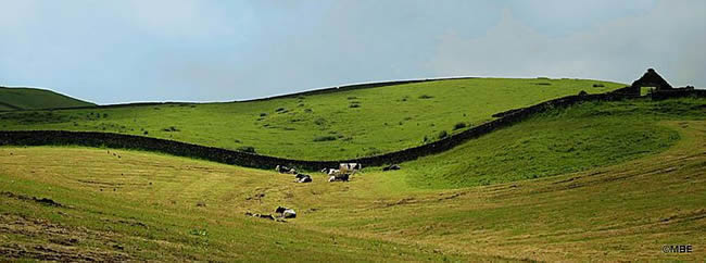 Scotland countryside with rolling hills, a low stone wall, and cows grazing on green grass under a blue sky.