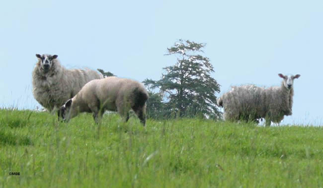 Sheep grazing on green grass in Scotland.