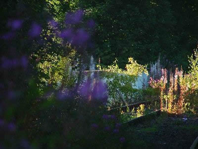 Reference Photographs for Artists : Flowers and Roses