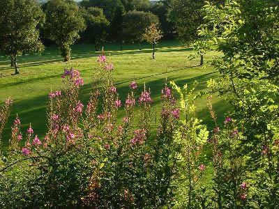 Reference Photographs for Artists : British Wildflowers