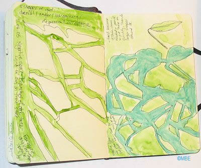 Sketchbook Pages: Negative Space in a Potplant