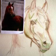 Watercolor horse painting