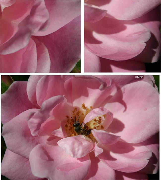 Abstract flowers ideas for painting