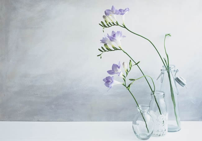 Pastel - purple freesia