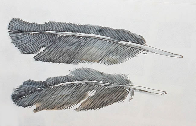 Pen and watercolor painting of feathers
